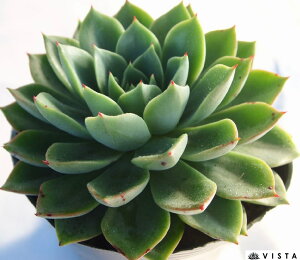 ACXsL[yfbNXzGPxA@A@10.5cm|bgϗtA G  CeA 炵  A ĕ T{e 