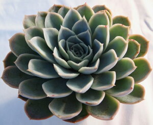 Z yfbNXzGPxA A10.5cm|bgϗtA G  CeA 炵  A ĕ T{e 