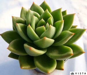 SX^[yfbNXzGPxA@A@10.5cm|bgϗtA G @ CeA 炵  A ĕ T{e 