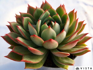 i yfbNXzGPxA A 10.5cm|bgϗtA G  CeA 炵  A ĕ T{e 