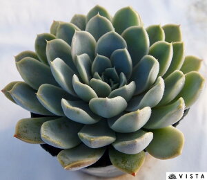 CUx yfbNXzGPxA A 10.5cm|bg ϗtA G  CeA 炵  A ĕ T{e 