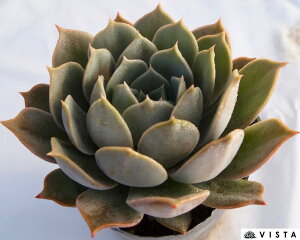 `F[NB[yfbNXzGPxA@A@10.5cm|bgϗtA G  CeA 炵  A ĕ T{e 