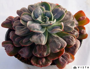 Chbv@yfbNXzGPxA@A@10.5cm|bgϗtA G  CeA 炵  A ĕ T{e 