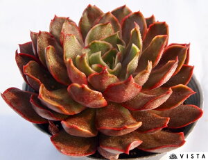 ZC[@yfbNXzGPxA@A@10.5cm|bgϗtA G  CeA 炵  A ĕ T{e 