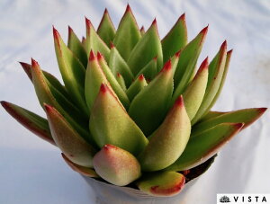 u[tN@yfbNXzGPxA A 10.5cm|bgϗtA G  CeA 炵  A ĕ T{e 