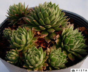 u[[yfbNXzZyrE@A@10.5cm|bgϗtA G  CeA 炵nA A q  gt