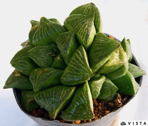 aiWzEfjyfbNXznI`AyWGvcz@A@10.5cm|bgϗtA G  CeA 炵 nIVA haworthia T{e A