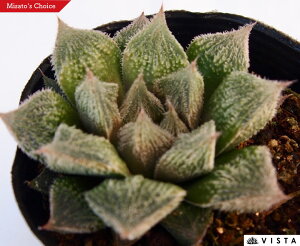 xkX^inNMxkX^j@nI`A@A@9cm|bgϗtA G  CeA 炵 nIVA haworthia T{e A