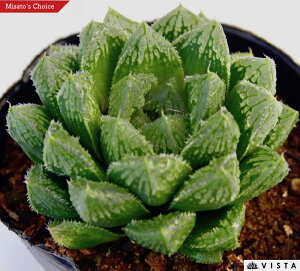 MUMUn[g@nI`A@A@9cm|bgϗtA G  CeA 炵 nIVA haworthia T{e A