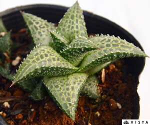 ؁irj@nI`A@A@9cm|bgϗtA G  CeA 炵 nIVA haworthia T{e A