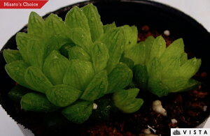 gX[ZX@nI`A@A@9cm|bgϗtA G  CeA 炵 nIVA haworthia T{e A