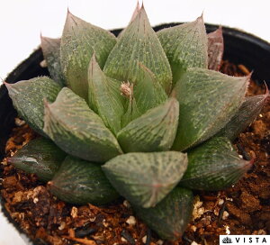 OiTL{^j@nI`A@A@9cm|bgϗtA G  CeA 炵 nIVA haworthia T{e A