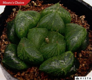 OiTZWj@nI`A@A@9cm|bgϗtA G  CeA 炵 nIVA haworthia T{e A