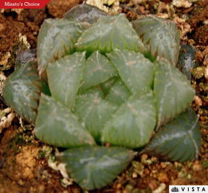 ԐYiAJZYj@nI`A@A@9cm|bgϗtA G  CeA 炵 nIVA haworthia T{e A