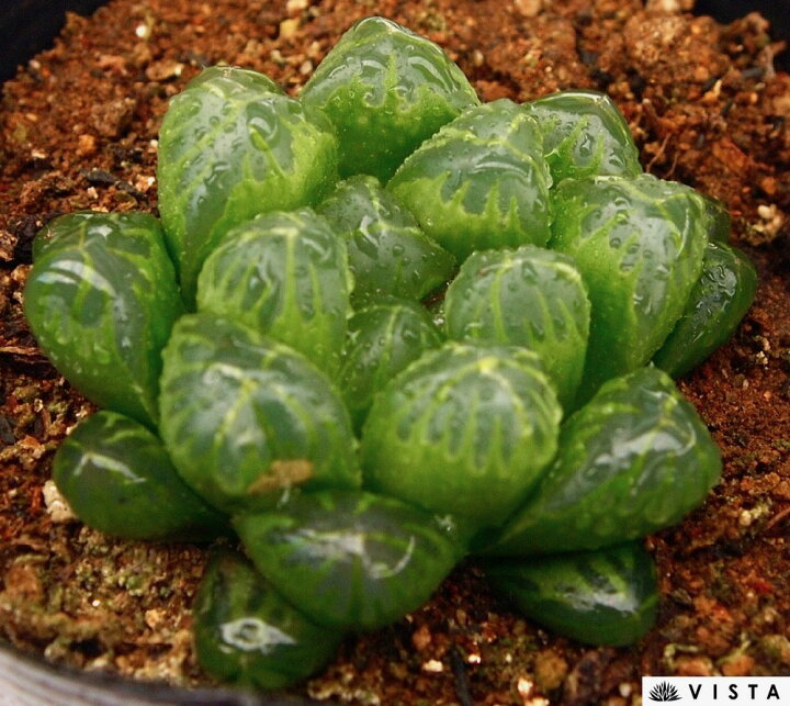 楽天市場 緑水晶 ミドリスイショウ ハオルチア属 多肉植物 9cmポット観葉植物 雑貨 おすすめ インテリア 暮らし ハオルシア Haworthia サボテン 植物 多肉植物専門店 ビスタ