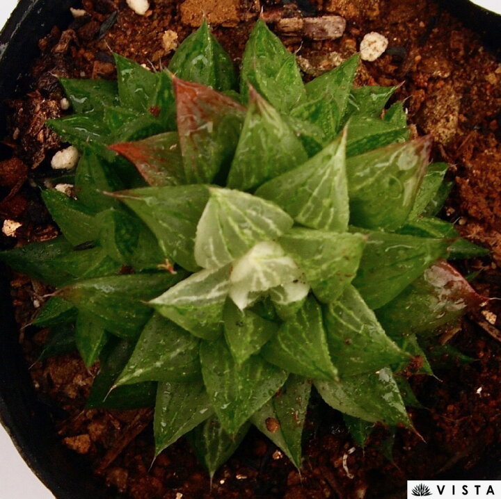 楽天市場 氷砂糖 コオリザトウ ハオルチア属 多肉植物 9cmポット観葉植物 雑貨 おすすめ インテリア 暮らし ハオルシア Haworthia サボテン 植物 多肉植物専門店 ビスタ