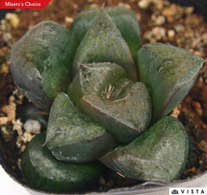 ubNfBnCubh@nI`A@A@9cm|bgϗtA G  CeA 炵 nIVA haworthia T{e A
