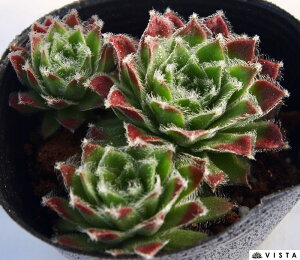 XNbL[Yr[eB[ ZyrE@A@9cm|bgϗtA G  CeA 炵nA A q  gt