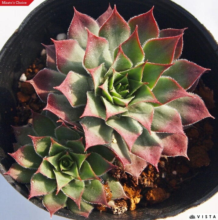 楽天市場 ラ パープル センペルビウム属 多肉植物 9cmポット観葉植物 雑貨 おすすめ インテリア 暮らし 160 地植え 鉢植え 子株 寒さ 紅葉 多肉植物専門店 ビスタ