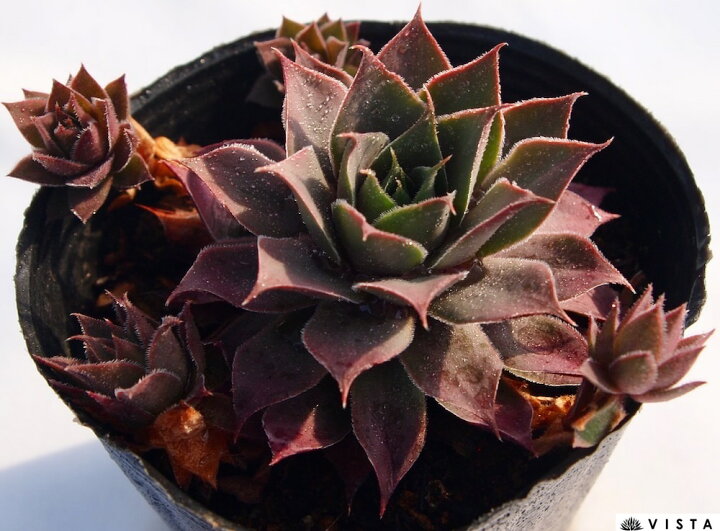 楽天市場】ゼノビア センペルビウム属 多肉植物 9cmポット観葉植物 