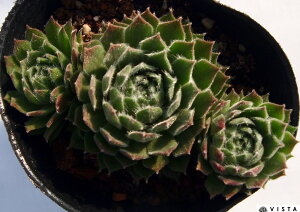 |PbgEC[g ZyrE@A@9cm|bgϗtA G  CeA 炵nA A q  gt