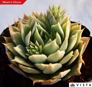 OfBEX@GPxA@A@9cm|bgϗtA G  CeA 炵  A ĕ T{e 