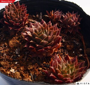 AWF[N ZyrE@A@9cm|bgϗtA G  CeA 炵nA A q  gt