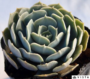 テキサスローズ エケベリア属 多肉植物 9cmポット観葉植物 雑貨 おすすめ インテリア 暮らし 室内 植物 育て方 サボテン 多肉