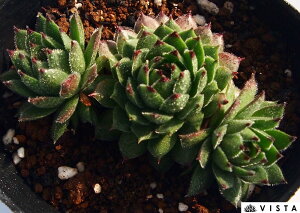 Cng ZyrE@A@9cm|bgϗtA G  CeA 炵nA A q  gt