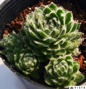 ACXo[O ZyrE@A@9cm|bgϗtA G  CeA 炵nA A q  gt