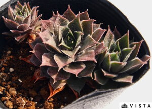 ZsX ZyrE@A@9cm|bgϗtA G  CeA 炵nA A q  gt