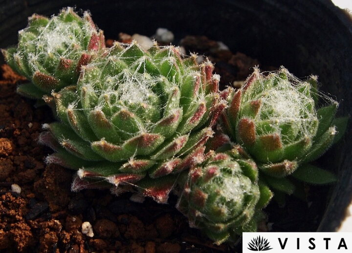 楽天市場 ホワイトレディース センペルビウム属 多肉植物 9cmポット観葉植物 雑貨 おすすめ インテリア 暮らし 160 地植え 鉢植え 子株 寒さ 紅葉 多肉植物専門店 ビスタ