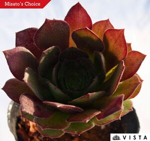 nEB@AGIjE@A@9cm|bgϗtA G  CeA 炵 A |bg [bg N Aeonium