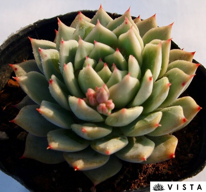 楽天市場 カリプソ エケベリア属 多肉植物 9cmポット観葉植物 雑貨 おすすめ インテリア 暮らし 室内 植物 育て方 サボテン 多肉 多肉植物専門店 ビスタ 楽天市場 カリプソ エケベリア属 多肉植物 9cmポット観葉植物 雑貨 おすすめ インテリア 暮らし 室内 植物 育て方 サボテン 多肉 多肉植物専門店 ビスタ