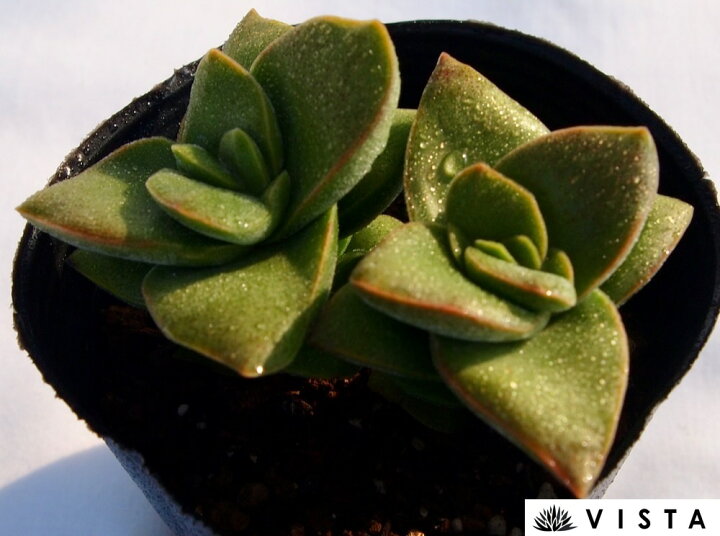 楽天市場 神童 ジンドウ クラッスラ属 多肉植物 9cmポット観葉植物 雑貨 おすすめ インテリア 暮らし 植え付け 挿し木 実生 冬型 夏型 多肉植物専門店 ビスタ