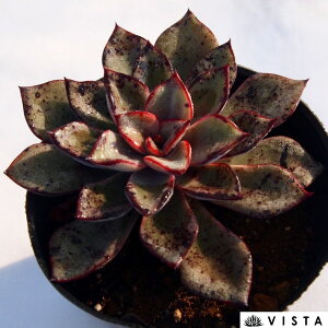 K[@GPxA@A@9cm|bgϗtA G  CeA 炵  A ĕ T{e 