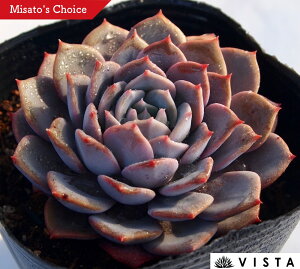 sNxxbg@GPxA@A@9cm|bgϗtA G  CeA 炵  A ĕ T{e 