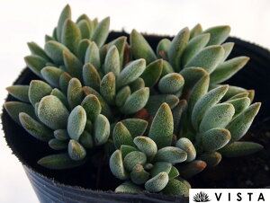 ファルカータ クラッスラ属 多肉植物 9cmポット観葉植物 雑貨 おすすめ インテリア 暮らし 植え付け 挿し木 実生 冬型 夏型