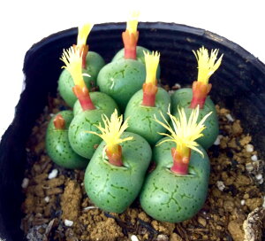 tBVtH@RmtBc@A@9cm|bg