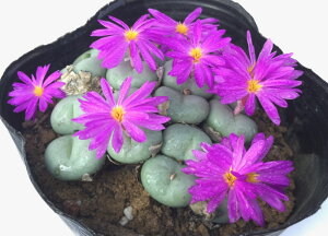 yA\j[ RmtBc@A@9cm|bg