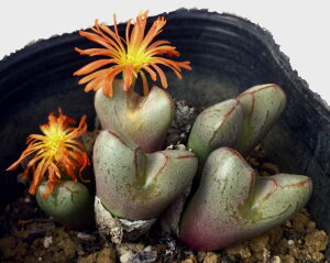 ~iGNEj@RmtBc@A@9cm|bg