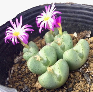 {aiIELEfjRmtBc@A@9cm|bg