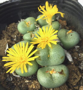 ʕFi^}qRj@RmtBc@A@9cm|bg