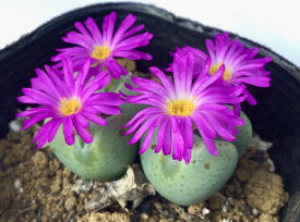 紫花祝典（ムラサキハナシュクテン）　コノフィツム属　多肉植物　9cmポット