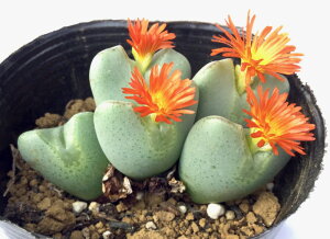 jTiVNej@RmtBc@A@9cm|bg