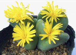 qiVEREVj@RmtBc@A@9cm|bg