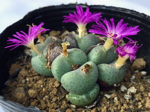 iqiogjRmtBc@A@9cm|bg