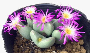 ���P�i�z�V�q���j�R�m�t�B�c�����@�����A���@9cm�|�b�g