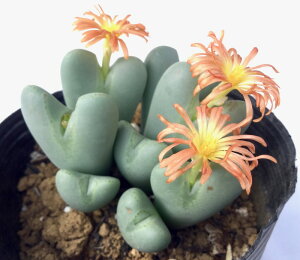 iZCGj@RmtBc@A@9cm|bg