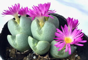 ti`SUNj@RmtBc@A@9cm|bg